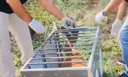 Yaralı karaca iyileştirilerek doğaya salındı