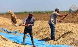 Yer fıstığında hasat başladı: 135 bin ton rekolte hedefleniyor