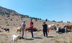 Yerli hayvan ırklarının korunması çalışmaları sürüyor