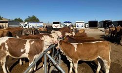 Yozgat'ta hayvan pazarları kapatıldı