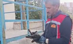 Yüksekova'da araçta mahsur kalan kedi kurtarıldı