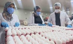 Yumurta fiyatlarına kısa vadede zam beklenmiyor