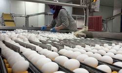 Yumurta üreticilerinin gözü Tahıl Koridoru'nda