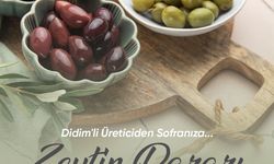 Zeytin üreticileri için satış alanı oluşturulacak