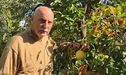 Ağaç kavununa benzeyen pomelo Karadeniz'de meyve verdi