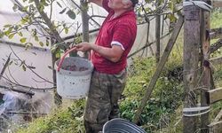 Ağasar'da fındığa alternatif olarak ceviz üretiliyor