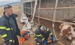 Aksaray'da büyükbaş hayvan yüklü tır devrildi