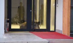 Amasya'da binaya giren yaban domuzu polis operasyonuyla etkisiz hale getirildi