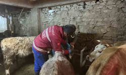 Aydıntepe'de şap aşılama ve küpeleme çalışmaları yeni yerleşimlerde devam ediyor