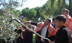 Ayvalık'ta zeytinin bin yıllık hikâyesini genç eller yazdı
