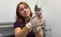 Bandırma'da şiddete uğrayan yavru kedi tedavi altına alındı
