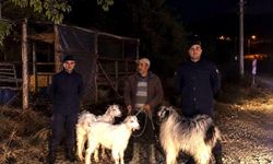 Bilecik'te kaybolan 5 küçükbaş hayvan bulundu