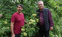 Bin 200 rakımda kestane yetiştirdi, bölge çiftçisine umut oldu