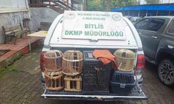 Bitlis'te kaçak avlanmış canlı keklikler doğaya salındı