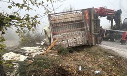 Bolu'da virajı alamayan kamyon devrildi: Onlarca tavuk telef oldu