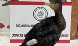 Çanakkale'de olta misinasıyla yaralanan karabatak sağlığına kavuştu