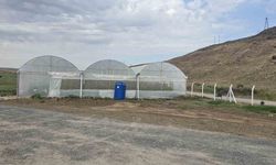 Cizre'de örtü altı yetiştiriciliğine devlet eli