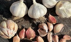 Çorum Üyük Sarımsağı coğrafi işaretle tescillendi