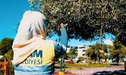Didim Belediyesi, zeytin hasadına başladı