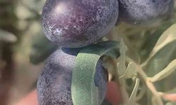 Didim'de zeytin üreticilerine zeytin sineği uyarısı
