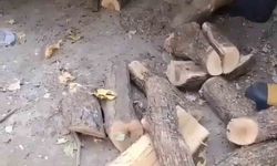 Diyarbakır'da odunluğa giren yılan itfaiyeyi harekete geçirdi