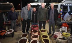 Düzce'de kuzu kestanesi pazarına davet