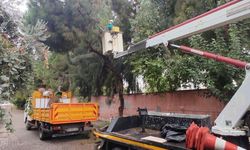 Efeler'de ağaç budama çalışmaları sürüyor