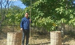 Emet'te ceviz hasadı başladı