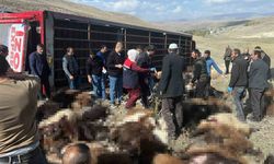Erzurum'da hayvan yüklü tır devrildi: 130 küçükbaş hayvan telef oldu