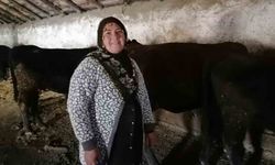Erzurum'un Hınıs ilçesinde 'kırsalda bereket' projesi ile ilk buzağılar doğdu