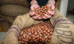 Giresun'da serbest piyasada fındık fiyatı 185 liraya geriledi
