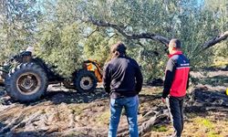 Gömeç'te zeytin hasadı devam ediyor