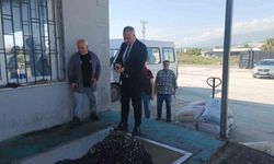 Hatay'da kaliteli zeytinyağı üretimi için hasat uyarısı