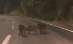 Kahramanmaraş'ta yolda domuz sürüsü