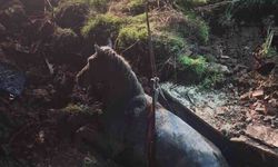 Kanalizasyon kuyusuna düşen atı AFAD ekibi kurtardı