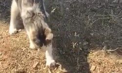 Kedi, fare ile oynar gibi yılanla oynadı