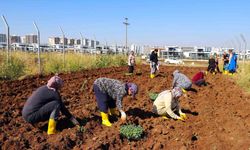 Kent bostanında kışlık üretim dönemi başladı