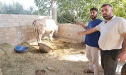Kırıkhan Özkızılkaya'da ağızdan köpük gelmesiyle başlayan şap hastalığında hayvanlar telef oldu