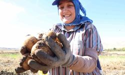 Korkuteli'nde ilaçsız patateslerin hasadı yapıldı