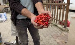 Kuşburnu bereketi fiyatları yarıya düşürdü