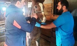 Kütahya'da Safkan Arap Taylarının tescil işlemleri yapıldı