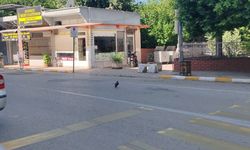 Mahallelinin neşe kaynağı oldu, sırra kadem basmasıyla esnaf 'kargamızı istiyoruz' çağrısında bulundu
