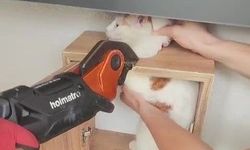 Malatya'da posta kutusuna sıkışan kedi kurtarıldı