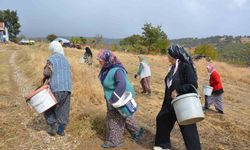 Manisa'da dağlardan toplayıp ilaç ve kozmetik devlerine satıyorlar