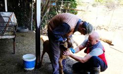 Muğla'da hayvan sağlığı ile mücadele çalışmaları devam ediyor