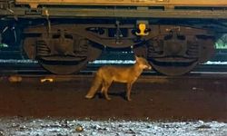 Muratlı'da tilki hareketliliği: Tren istasyonu yakınında görüldü