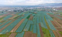 Muş Ovası'nda lahana hasadı başladı: 165 milyon liralık katkı bekleniyor