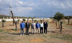 Nysa Antik Kenti'nden taşınan tarihi zeytin ağaçları ADÜ'de yaşatılacak