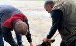 Ortaca'da kedi ve köpeklere kuduz aşısı