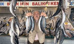 Palamutta bereket, kilosu 100 TLl'ye düştü